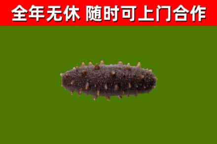 唐山烟酒回收干海参.jpg